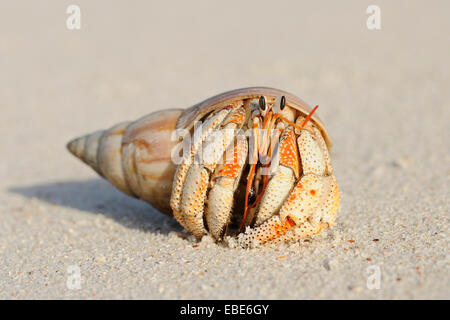 Nahaufnahme der Einsiedlerkrebs (Anomura) auf Sand des Strandes, La Digue, Seychellen Stockfoto