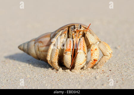 Nahaufnahme der Einsiedlerkrebs (Anomura) auf Sand des Strandes, La Digue, Seychellen Stockfoto