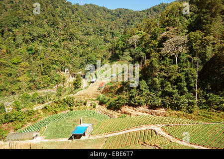 Ackerland und Regenwald in Tanah Rata, Cameron Highlands, Pahang, Malaysia Stockfoto