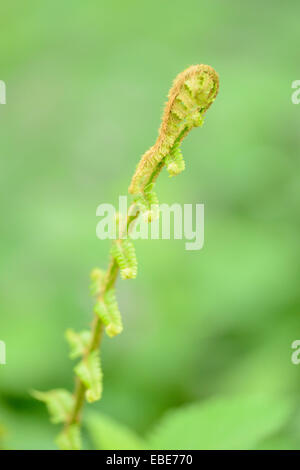 Nahaufnahme der Wurmfarn (Dryopteris Filix-Mas) im Wald im Frühjahr, Steiermark, Österreich Stockfoto