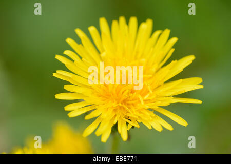 Nahaufnahme des gemeinsamen Löwenzahn (Taraxacum Officinale) blühen in Wiese im Frühjahr, Steiermark, Österreich Stockfoto