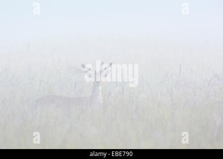 Damwild Rotwild (Cervus Dama) stehen im Feld an nebligen Morgen, Hessen, Deutschland, Europa Stockfoto