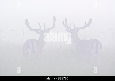 Zwei Damhirsch (Cervus Dama) stehen im Feld an nebligen Morgen, Hessen, Deutschland, Europa Stockfoto