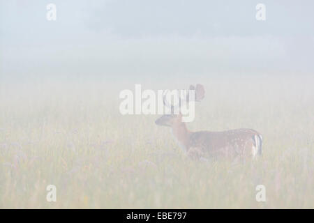 Damwild Rotwild (Cervus Dama) stehen im Feld an nebligen Morgen, Hessen, Deutschland, Europa Stockfoto