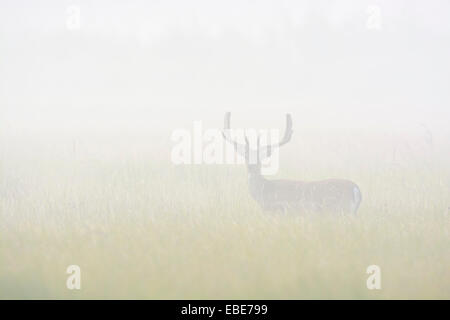 Damwild Rotwild (Cervus Dama) stehen im Feld an nebligen Morgen, Hessen, Deutschland, Europa Stockfoto