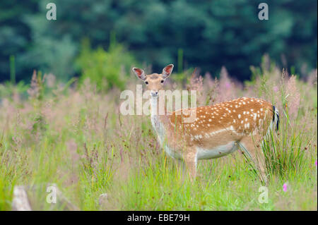 Porträt von Damhirsch (Cervus Dama) im Feld stehen, im Sommer, Weiblich, Hessen, Deutschland, Europa Stockfoto