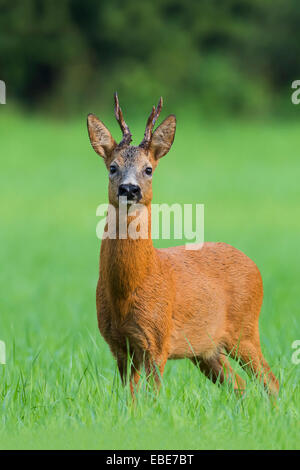 Porträt des Europäischen Rehbock (Capreolus Capreolus) im Sommer, Hessen, Deutschland Stockfoto