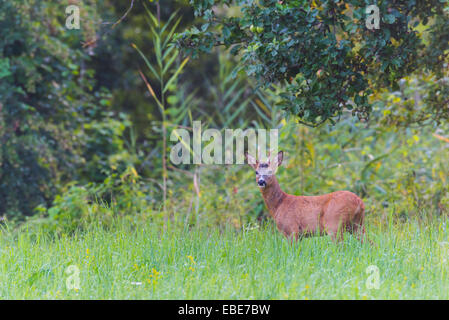 Europäische Rehbock (Capreolus Capreolus) im Sommer, Hessen, Deutschland Stockfoto