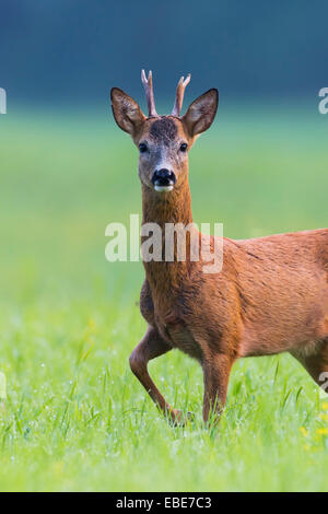 Porträt des Europäischen Rehbock (Capreolus Capreolus) im Sommer, Hessen, Deutschland Stockfoto