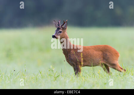 Europäische Rehbock (Capreolus Capreolus) im Sommer, Hessen, Deutschland Stockfoto