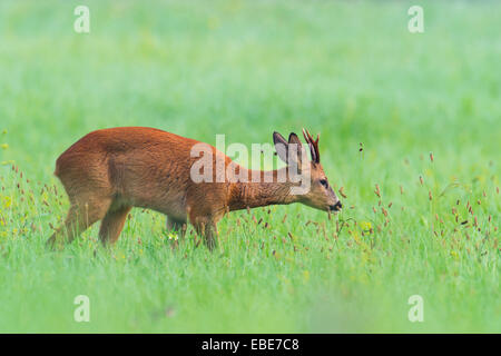 Europäische Rehbock (Capreolus Capreolus) im Sommer, Hessen, Deutschland Stockfoto