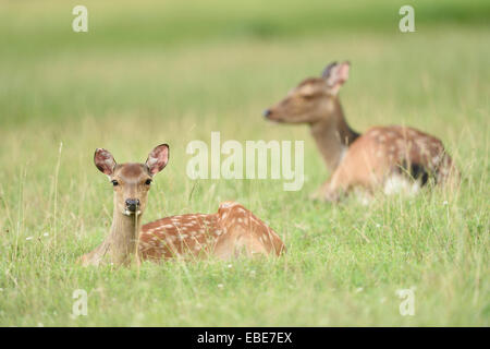 Nahaufnahme von Sika Rotwild (Cervus Nippon) auf einer Wiese im Frühsommer, Wildpark Alte Fasanerie Hanau, Hessen, Deutschland Stockfoto