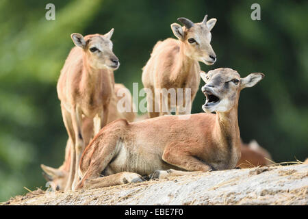 Nahaufnahme der Mufflon Mutter und junge (Ovis Orientalis Orientalis), Frühsommer, Wildpark Alte Fasanerie Hanau, Hessen, Deutschland Stockfoto