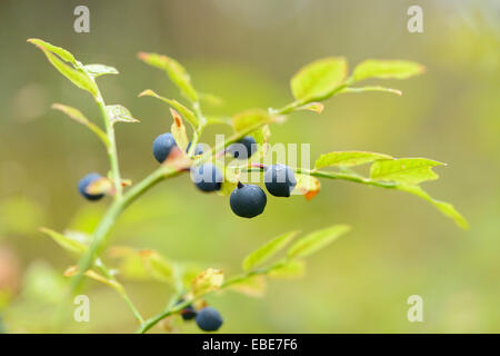 Nahaufnahme der Europäische Heidelbeere (Vaccinium Myrtillus) Früchte im Wald an regnerischen Tag im Frühling, Bayern, Deutschland Stockfoto