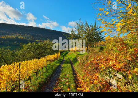 Weg durch die Weinberge im Herbst, Centgrafenberg, Burgstadt, Untermain, Spessart, Franken, Bayern, Deutschland Stockfoto