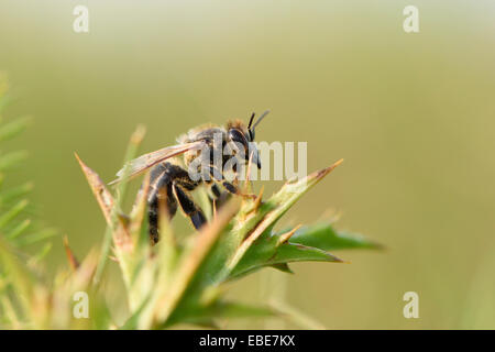 Nahaufnahme der Europäischen Honigbiene (Apis Mellifera) im Sommer, Oberpfalz, Bayern, Deutschland Stockfoto
