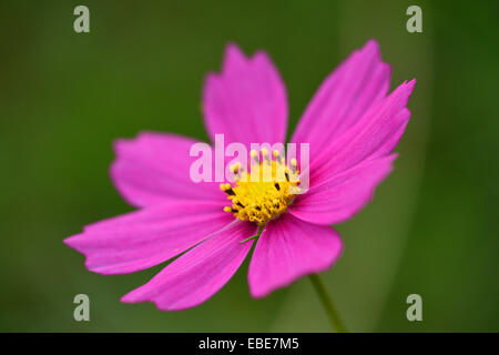 Nahaufnahme eines Garten Kosmos oder mexikanische Aster (Cosmos Bipinnatus) im Sommer, Oberpfalz, Bayern, Deutschland Stockfoto