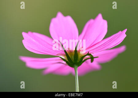 Nahaufnahme eines Garten Kosmos oder mexikanische Aster (Cosmos Bipinnatus) im Sommer, Oberpfalz, Bayern, Deutschland Stockfoto