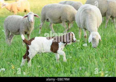 Gruppe von Schafen (Ovis Aries) und ein Boer Ziege Kind im Freien im Sommer, Uppre Pfalz, Bayern, Deutschland Stockfoto