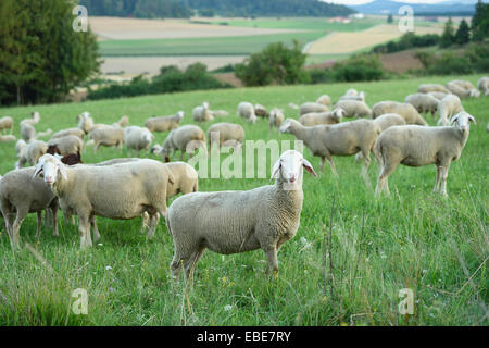 Herde von Schafen (Ovis Aries) auf einer Wiese im Sommer, Oberpfalz, Bayern, Deutschland Stockfoto