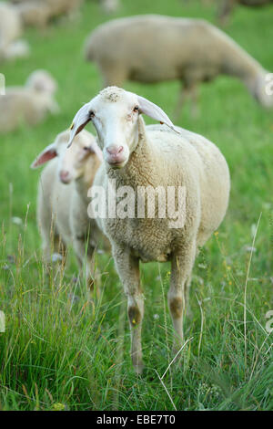 Herde von Schafen (Ovis Aries) auf einer Wiese im Sommer, Oberpfalz, Bayern, Deutschland Stockfoto