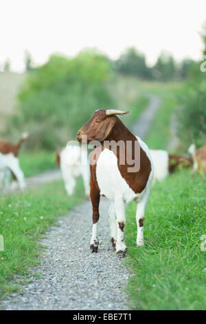 Gruppe von Boer Ziegen im Freien im Sommer, Oberpfalz, Bayern, Deutschland Stockfoto