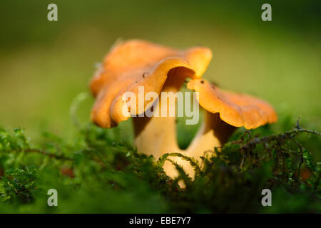 Goldene Pfifferling (Eierschwämmen Cibarius) wachsen aus dem Moos im Herbst, Oberpfalz, Bayern, Deutschland Stockfoto