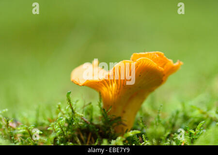 Goldene Pfifferling (Eierschwämmen Cibarius) wachsen aus dem Moos im Herbst, Oberpfalz, Bayern, Deutschland Stockfoto