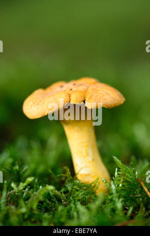 Goldene Pfifferling (Eierschwämmen Cibarius) wachsen aus dem Moos im Herbst, Oberpfalz, Bayern, Deutschland Stockfoto