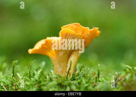 Goldene Pfifferling (Eierschwämmen Cibarius) wachsen aus dem Moos im Herbst, Oberpfalz, Bayern, Deutschland Stockfoto