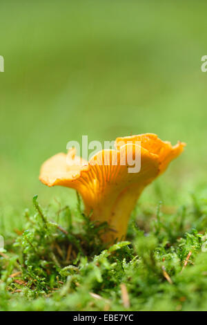 Goldene Pfifferling (Eierschwämmen Cibarius) wachsen aus dem Moos im Herbst, Oberpfalz, Bayern, Deutschland Stockfoto