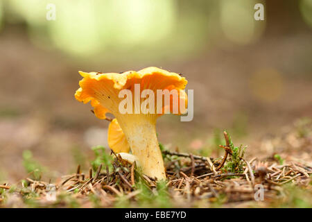 Goldene Pfifferling (Eierschwämmen Cibarius) wachsen aus dem Moos im Herbst, Oberpfalz, Bayern, Deutschland Stockfoto