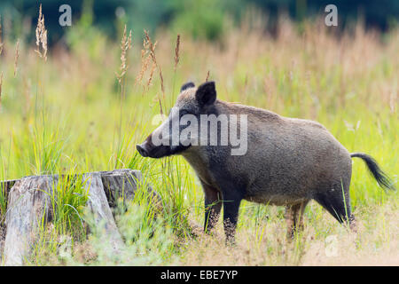 Wildschwein (Sus Scrofa), Weiblich, Spessart, Bayern, Deutschland, Europa Stockfoto