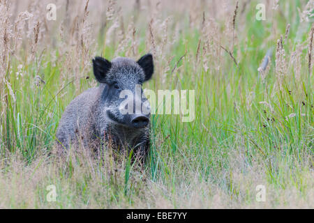 Close-up Portrait von Wildschwein (Sus Scrofa), Tusker, Spessart, Bayern, Deutschland, Europa Stockfoto