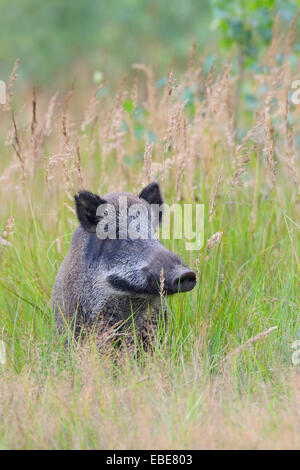 Close-up Portrait von Wildschwein (Sus Scrofa), Tusker, Spessart, Bayern, Deutschland, Europa Stockfoto