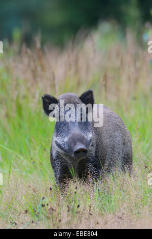 Close-up Portrait von Wildschwein (Sus Scrofa), Tusker, Spessart, Bayern, Deutschland, Europa Stockfoto