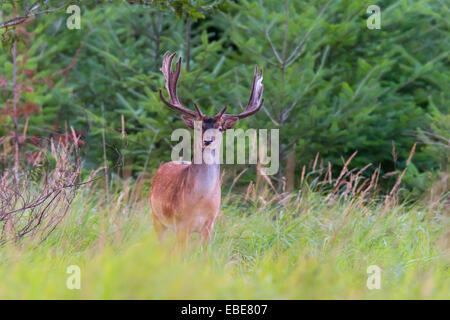 Porträt von Damhirsch (Cervus Dama) im Sommer, Spessart, Bayern, Deutschland, Europa Stockfoto