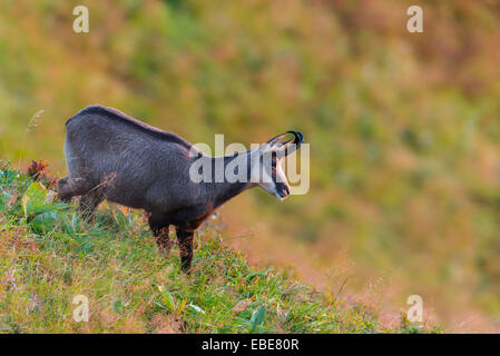 Gämse (Rupicapra Rupicapra) in Morgen Licht, Hohneck, Vogesen, Elsass, Frankreich Stockfoto