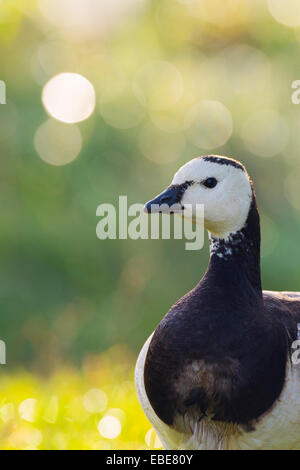 Close-up Portrait eine Weißwangengans (Branta Leucopsis) Hessen, Deutschland, Europa Stockfoto