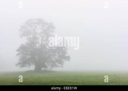 Schwarz-Erle Baum im Morgennebel, Moenchbruch Naturschutzgebiet, Mörfelden-Walldorf, Hessen, Deutschland Stockfoto
