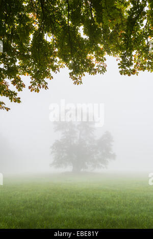 Schwarz-Erle Baum im Morgennebel, Moenchbruch Naturschutzgebiet, Mörfelden-Walldorf, Hessen, Deutschland Stockfoto