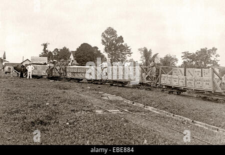 Bullock Zug auf Schmalspur-Schienen tragen Kisten Gummi bei The Langkat Sumatra Rubber Co, Sumatra, c. 1910 Stockfoto