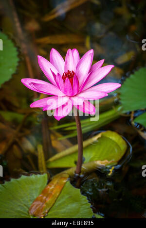 Schöne rosa Seerose closeup Stockfoto