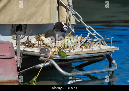 Weibliche eurasischen oder gemeinsame Blässhuhn Ente (Fulica Atra) sitzen in Nest mit Eiern auf dem Rücken eines Bootes im Hafen gebaut