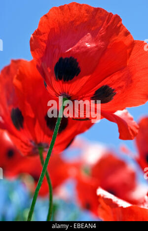 Low-Winkel Ansicht Marienkäfer Mohn (Papaver Commutatum) gegen blauen Himmel Stockfoto