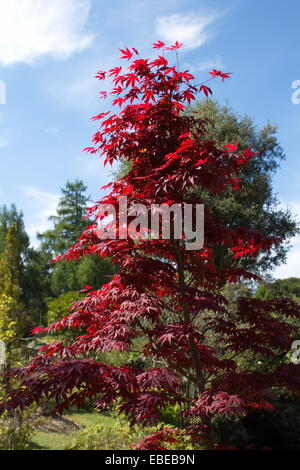 Downy Japanisch oder Fullmoon Ahorn (Acer Japonicum) in einem Garten Stockfoto