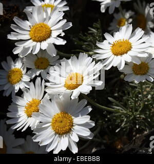 Hautnah auf weißen Rhodanthemum, marokkanische Daisy (Rhodanthemum Hosmariense) Stockfoto