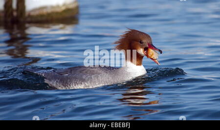 Eine weibliche gemeinsame Gänsesäger Ente (Mergus Prototyp) Brot zu essen, während auf dem Wasser schwimmen Stockfoto