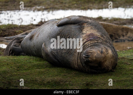 Donna Nook Naturschutzgebiet, Lincolnshire, UK. 28. November 2014. Kegelrobben und Dichtung Welpen bei Donna Nook Naturschutzgebiet an der Nordostküste Englands 28.11.2014 Credit: Gary Bagshawe/Alamy Live News Stockfoto