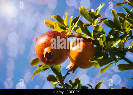 Zwei Granatäpfel auf Baum (mit Blendenfleck und Bokeh) Stockfoto